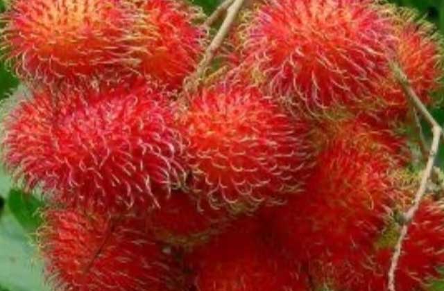 6 Manfaat Buah Rambutan Untuk Kesehatan Jika Rutin Dikonsumsi