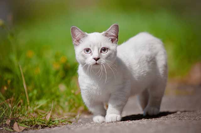 Bahaya Bulu Kucing, Bisa Menyebabkan Toksoplasmosis!