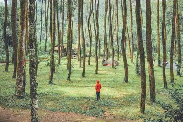 Beberapa Hutan Pinus Rindang Wisata Indonesia