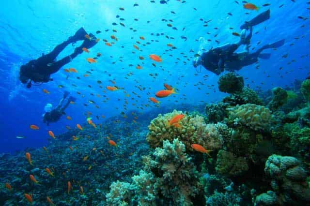 Beberapa Lokasi Terumbu Karang Terbaik Untuk Diving Di Indonesia