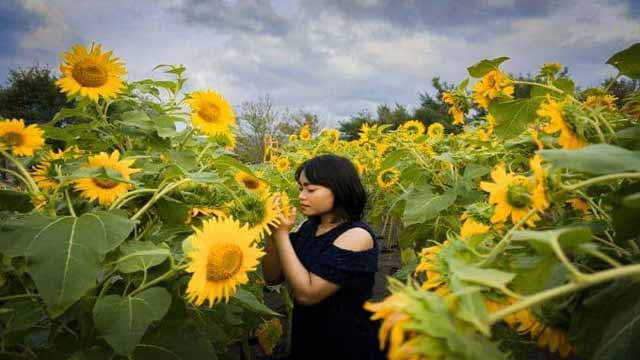 Deretan Destinasi Kebun Matahari Paling Indah Di Dunia