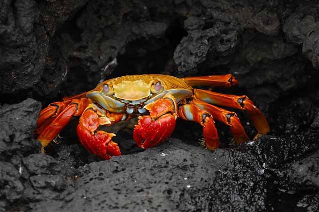 Jenis Kepiting dari Berbagai Negara, Hindari yang Beracun!