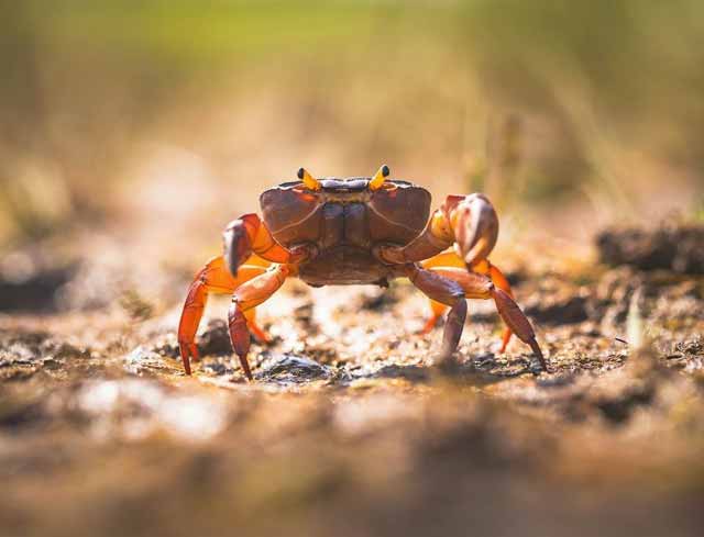 Manfaat Kepiting, Bagus untuk Kesehatan Ibu Hamil!