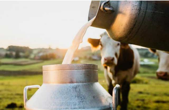 Manfaat Minum Susu Sapi Bagi Kesehatan Tubuh Manusia