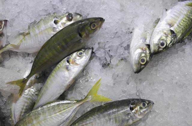 Mengupas 7 Manfaat Ikan Selar untuk Kesehatan Tubuh