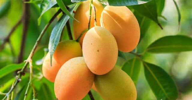 Tips Merawat Pohon Mangga agar Cepat Berbuah