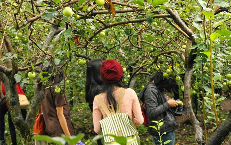 Wisata Petik Buah Terbaik Di Indonesia