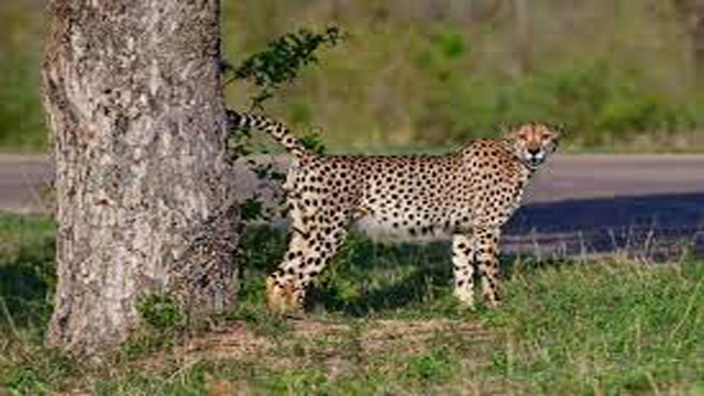 Destinasi Safari Terbaik Melihat Cheetah Di Alam Liar