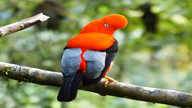 Destinasi Wisata Terbaik Mengamati Burung Endemik Di Dunia