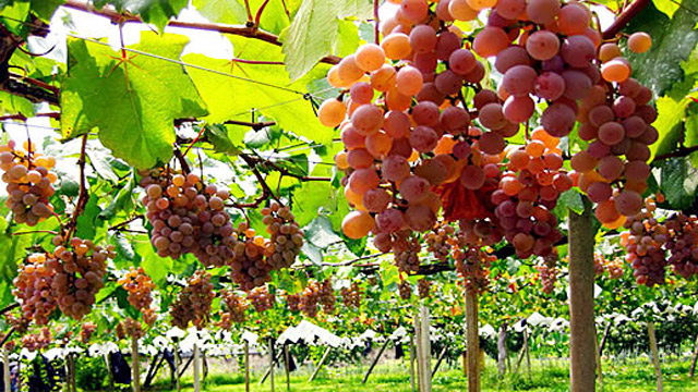 Kebun Anggur Terindah di Dunia Bikin Betah Jiwa dan Raga