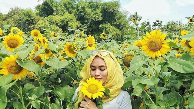 Kebun Bunga Matahari Paling Indah di Indonesia