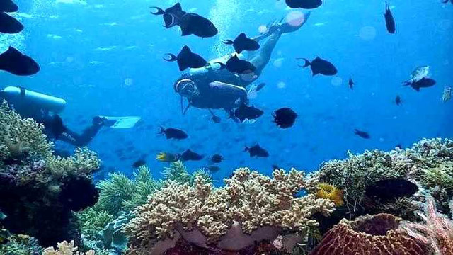 Spot Diving Di Sulawesi Dengan View Bawah Laut Yang Indah