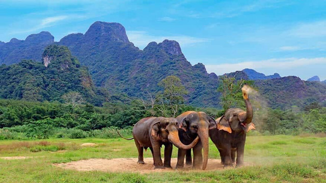 Tempat Terbaik di Dunia Melihat Gajah di Alam Liar