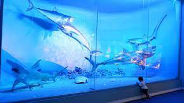 Wisata Aquarium di Indonesia Koleksi Ragam hewan laut